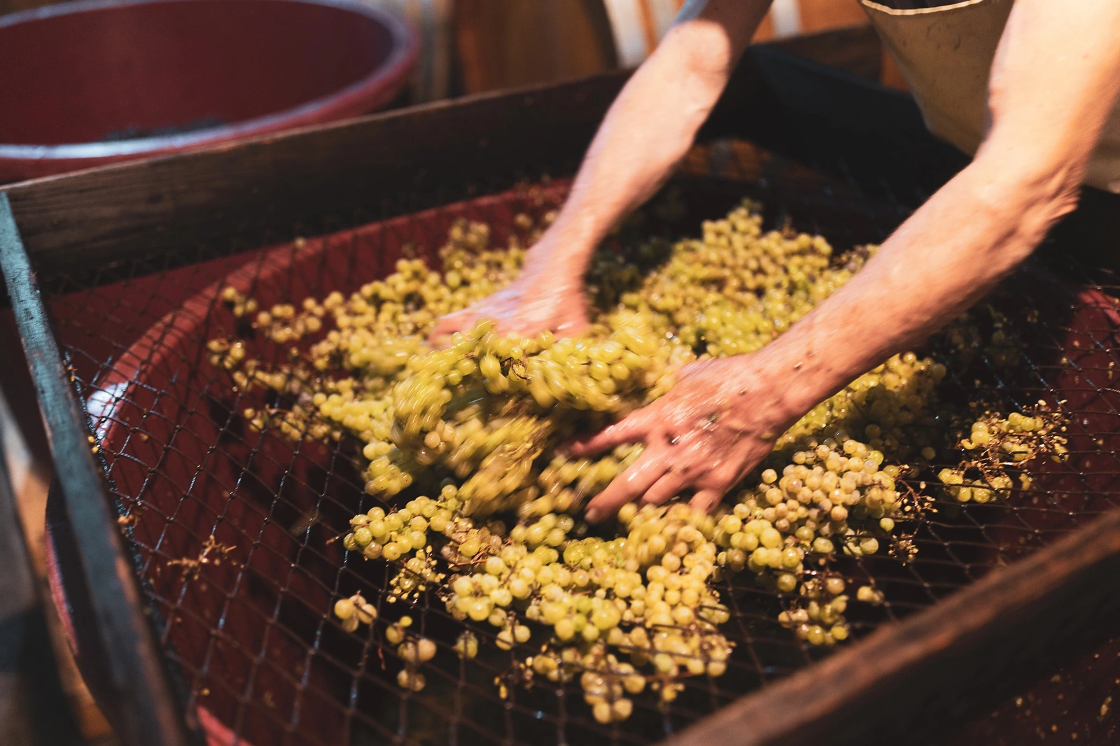 Hands pressing grapes on a mesh in the cellar