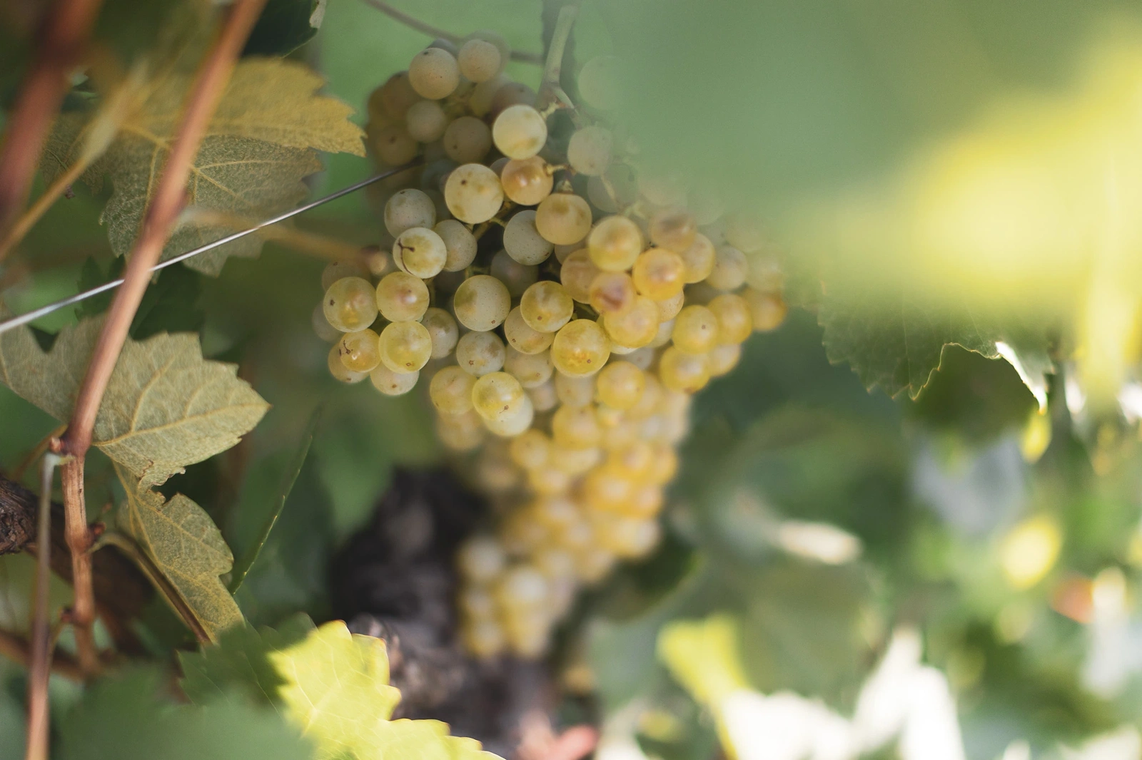 A bunch of Vitovska on the vine in the morning light