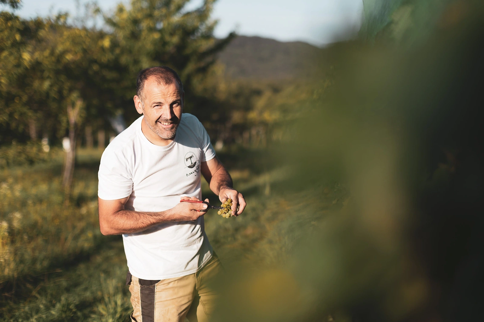 Rok Tavčar in the vineyard with shears and a bunch of grapes